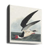 Black Skimmer From Birds of America (1827)