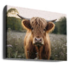 Highland Cow