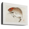 Tai (red Seabream) Fish