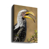 Yellow-billed Hornbill