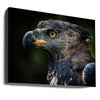 Portrait of a Crowned Eagle