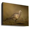 RIng-necked Pheasant