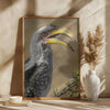 Yellow-billed Hornbill