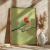 Red-headed barbet