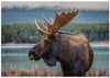 Moose