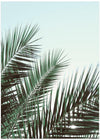 Palm leaves, sky_1