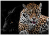 Mr and Mrs Jaguar - Panthera Onca