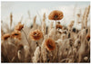 Orange Poppy Field