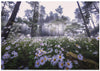 Siberian Chrysanthemum Habitat