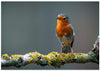 The European robin (Erithacus rubecula)