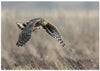 Hen Harrier