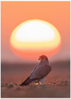 Falcon enjoying sunset