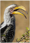 Yellow-billed Hornbill