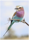 Lilac-breasted Roller