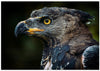 Portrait of a Crowned Eagle