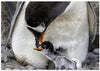 Gentoo penguin feeding her new born baby