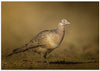 RIng-necked Pheasant