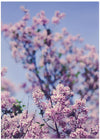 spring lilac flowers and blue sky