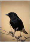 White-crowned wheatear