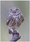 LITTLE OWL MODELING