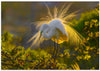 A Great Egret