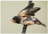 A young swallow: ready to fly.