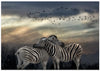 Zebras at sunset