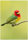 Red-headed barbet