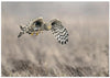 Hen Harrier