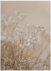 Babys Breath 1