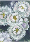 Willoh painterly peonies