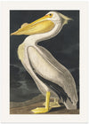 American White Pelican From Birds of America (1827)