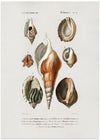 Different Types of Mollusks