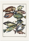 Exotic Fish (1767) By J V Schley