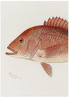 Red Snapper