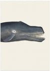 Whale I Tight Crop   Handcolored Sealife Lithograph 1824