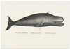 Whale Ii Antique Handcolored Sealife Lithograph 1824