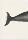 Whale Tight Crop I Handcolored Sealife Lithograph 1824