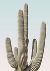 Saguaro