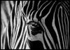 Abstract zebra poster - Plakatbar.no