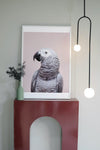 African Grey - Plakatbar.no