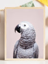 African Grey - Plakatbar.no