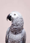 African Grey - Plakatbar.no