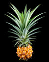 Ananas - sort bakgrunn plakat - Plakatbar.no