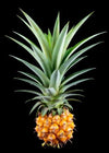 Ananas - sort bakgrunn plakat - Plakatbar.no