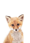 Baby Fox - Plakatbar.no