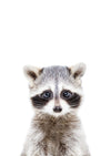 Baby Racoon - Plakatbar.no