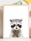 Baby Racoon - Plakatbar.no