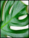 Big green leaf - Botanisk Plakat - Plakatbar.no