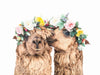 Boho Alpacas - Plakatbar.no